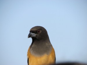 20101225-061951.jpg